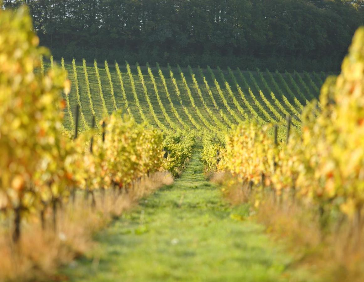 Denbies Vineyard Hotel Dorking Dış mekan fotoğraf