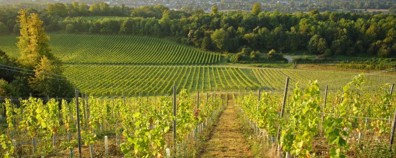 Denbies Vineyard Hotel Dorking Dış mekan fotoğraf